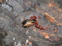 Allochernes 4 sp, Pseudoschorpioen, Saxifraga-Foto Fitis-Sytske Dijksen