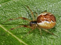 Anelosimus vittatus 01 #43742 : Anelosimus vittatus, Slanke kogelspin