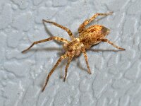 Anyphaena accentuata