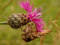 Araneus diadematus, Cross Spider