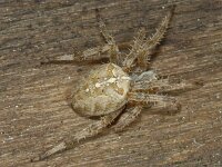 Araneus diadematus 03 #05541 : Araneus diadematus, European garden spider or diadem spider, Kruisspin