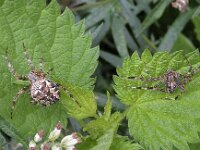 Araneus diadematus N1089-1 : Araneus diadematus, European garden spider or diadem spider, Kruisspin, links vrouwtje, rechts mannetje
