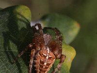 Araneus diadematus 18, Kruisspin, Saxifraga-Rutger Barendse