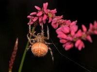 Araneus diadematus 26, Kruisspin, Saxifraga-Tom Heijnen