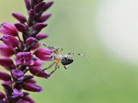 Araneus diadematus 31, Kruisspin, Saxifraga-Tom Heijnen
