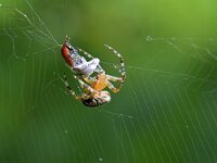 Araneus diadematus 38, Kruisspin, Saxifraga-Tom Heijnen
