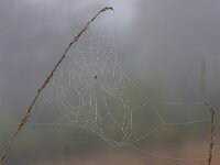 Araneus diadematus 42, Kruisspin, Saxifraga-Jan Nijendijk
