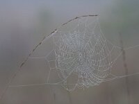 Araneus diadematus 43, Kruisspin, Saxifraga-Jan Nijendijk