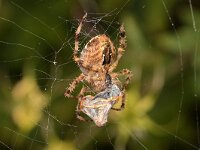 Araneus diadematus 44, Kruisspin, Saxifraga-Tom Heijnen