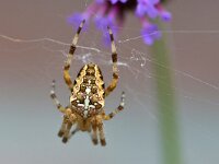 Araneus diadematus 45, Kruisspin, Saxifraga-Tom Heijnen