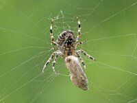 Araneus diadematus 46, Kruisspin, Saxifraga-Tom Heijnen