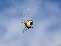 Araneus marmoreus 3, Marmerspin, Saxifraga-Foto Fitis-Sytske Dijksen