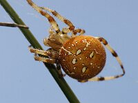 Araneus quadratus 13, Viervlekwielwebspin, Saxifraga-Foto Fitis-Sytske Dijksen