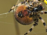 Araneus quadratus 14, Viervlekwielwebspin, detail, Saxifraga-Foto Fitis-Sytske Dijksen