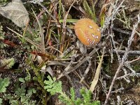 Araneus quadratus 15, Viervlekwielwebspin, Saxifraga-Willem van Kruijsbergen