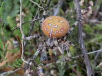 Araneus quadratus 16, Viervlekwielwebspin, Saxifraga-Willem van Kruijsbergen