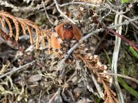 Araneus quadratus 17, Viervlekwielwebspin, Saxifraga-Willem van Kruijsbergen