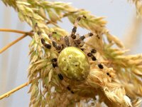 Araneus quadratus 7, Viervlekwielwebspin, Saxifraga-Foto Fitis-Sytske Dijksen