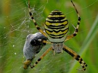 Argiope bruennichi 16, Wespspin, Saxifraga-Lucien Rommelaars