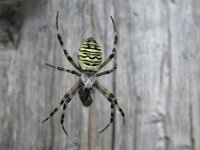 Argiope bruennichi 18, Wespspin, Saxifraga-Rob Felix : Animalia, Arachnida, Araneae, Arthropoda, Project Natuurbalans, animal, arachnid, arthropod, dier, dieren, geleedpotige, geleedpotigen, spider, spin, spinachtigen, spinnen