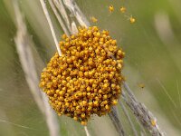 Argiope bruennichi 20, Wespspin, Saxifraga-Elisabeth Raboin