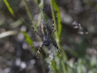 Argiope bruennichi 26, Wespspin, Saxifraga-Jan Nijendijk