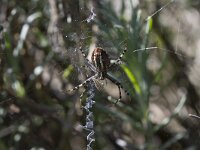 Argiope bruennichi 27, Wespspin, Saxifraga-Jan Nijendijk