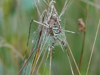 Argiope bruennichi 34, Wespspin, Saxifraga-Mark Zekhuis