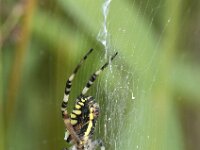 Argiope bruennichi 37, Wespspin, Saxifraga-Willem van Kruijsbergen