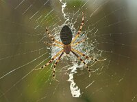 Argiope bruennichi 42, Wespspin, Saxifraga-Mark Zekhuis