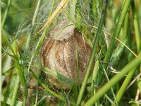 Argiope bruennichi 46, Wespspin, eggs, Saxifraga-Foto Fitis-Sytske Dijksen