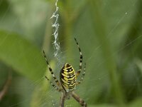 Argiope bruennichi 65, Wespspin, Saxifraga-Willem van Kruijsbergen