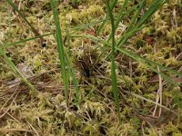 Dolomedes fimbriatus 3, Gerande oeverspin, Saxifraga-Hans Boll