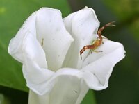 Ebrechtella tricuspidata