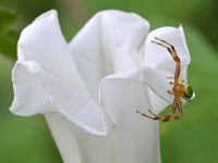 Ebrechtella tricuspidata 2, Struikkameleonspin, Saxifraga-Tom Heijnen