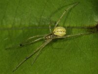 Enoplognatha ovata #44255 : Enoplognatha ovata, Candy stripe Spider, Gewone tandkaak