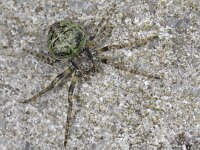 Gibbaranea gibbosa 01 #11381 : Gibbaranea gibbosa, Boomknobbelspin