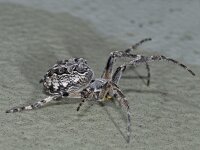 Larinioides sericatus