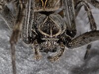 Larinioides sericatus #04481 : Larinioides sericatus, Brugspin, female