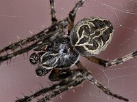 Larinioides sericatus #04495 : Larinioides sericatus, Brugspin, male