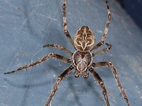 Larinioides sericatus #04497 : Larinioides sericatus, Brugspin, male