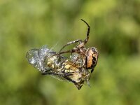 Larinioides cornutus 14, Rietkruisspin, Saxifraga-Willem van Kruijsbergen