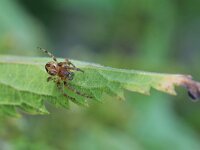 Larinioides cornutus 15, Rietkruisspin, Saxifraga-Tom Heijnen