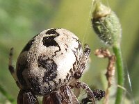 Larinioides cornutus 8, Rietkruisspin, Saxifraga-Frank Dorsman  Larinioides cornutus, RietkruisspinBredevoort 100811