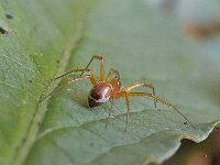 Linyphia hortensis