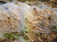 Linyphiidae sp 2, Hangmatspinnen, Saxifraga-Foto Fitis-Sytske Dijksen