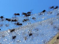 Linyphiidae sp 3, Hangmatspinnen, Saxifraga-Foto Fitis-Sytske Dijksen