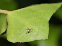 Mangora acalypha 4, Driestreepspin, Saxifraga-Tom Heijnen