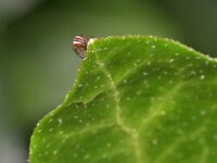 Mangora acalypha 5, Driestreepspin, Saxifraga-Tom Heijnen
