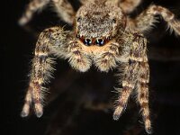 Marpissa muscosa 10, Schorsmarpissa, Saxifraga-Luc Hoogenstein